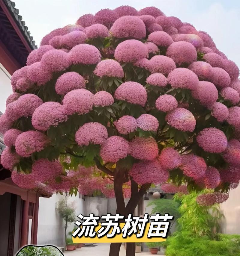 冬季室外适合种植哪些花卉种子？种植技巧有哪些？