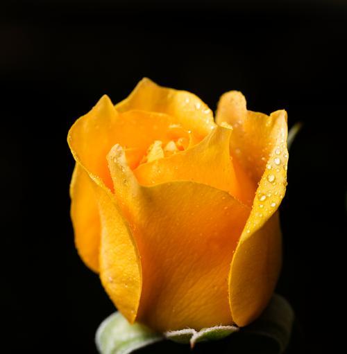 中秋节与哪些植物有关联？这些植物的文化意义是什么？