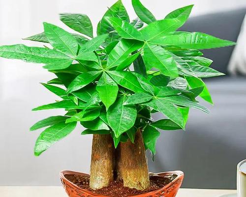 中秋节与哪些植物有关联？这些植物的文化意义是什么？