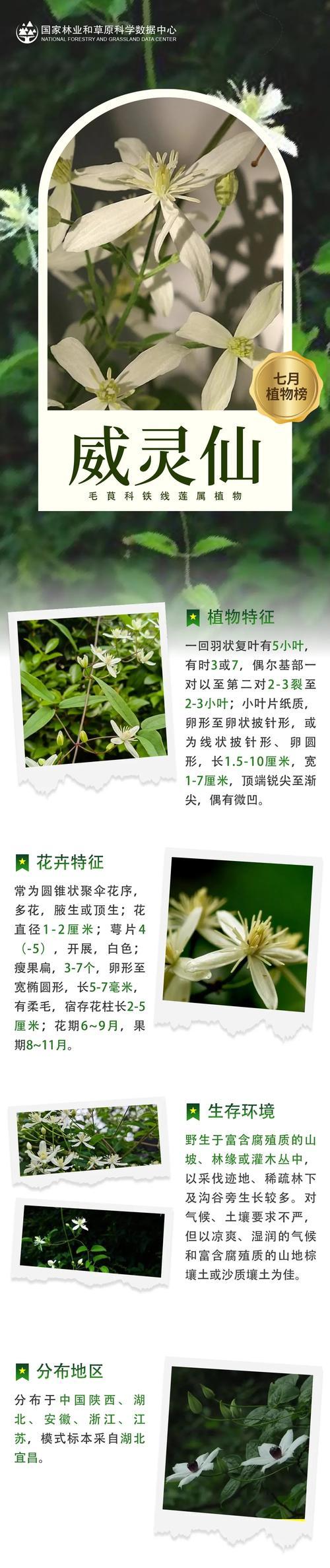 中秋节与哪些植物有关联？这些植物的文化意义是什么？