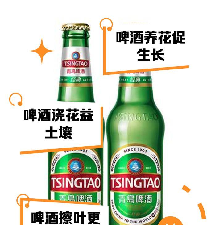 什么时间啤酒喷施花卉最好？啤酒对花卉生长有何影响？