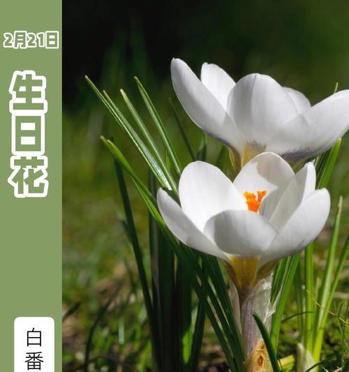 生日花语通常表达什么？