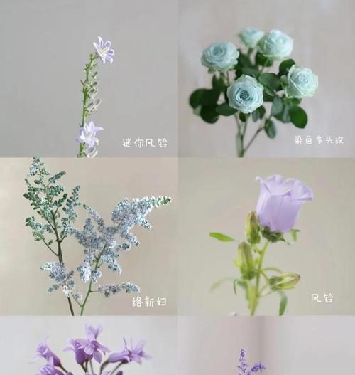 缤纷花卉的解释是什么？花卉的多样色彩代表什么意义？