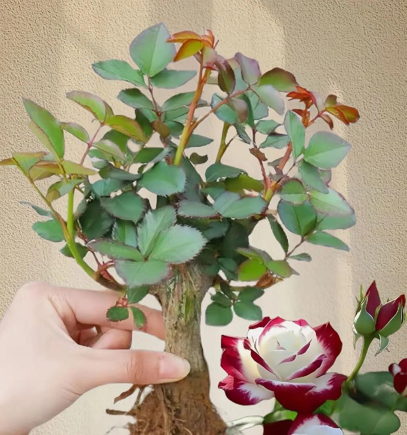道具叼着玫瑰花出现的含义是什么？它在不同场合代表什么？