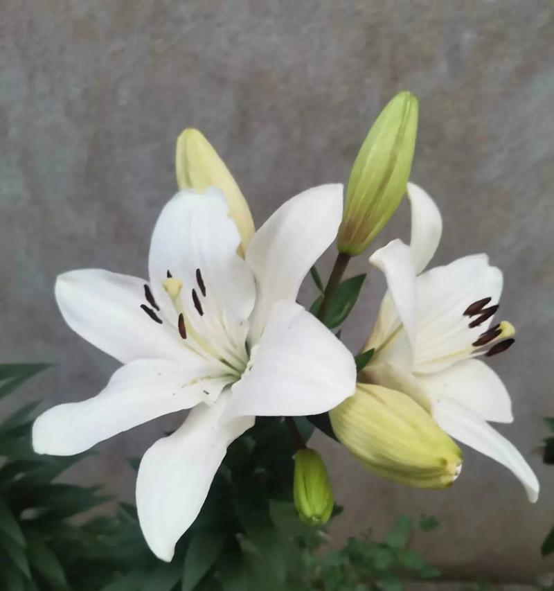 在心中种一朵百合花代表什么？百合花在情感表达中的含义是什么？