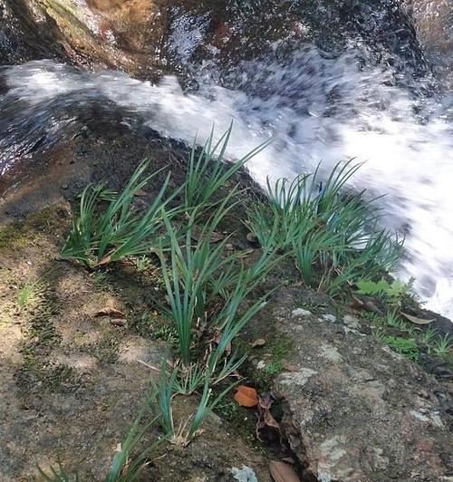 看望病人送什么植物？哪些植物是探病时的理想选择？