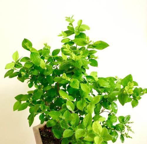 看望病人送什么植物？哪些植物是探病时的理想选择？