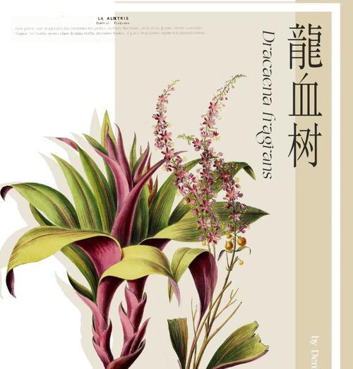 剑叶龙血树属于哪种花卉？它的养护要点是什么？