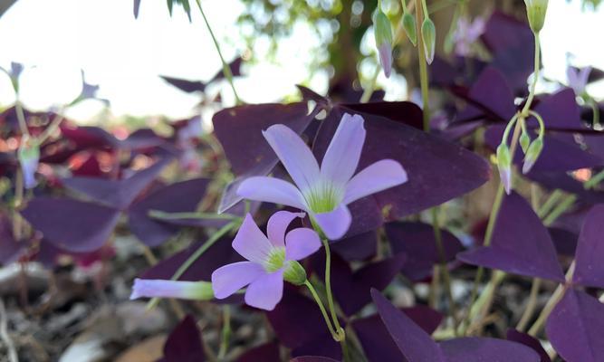 御景园的花卉市场有哪些？它们的特色是什么？