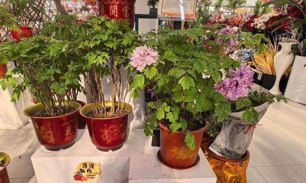 御景园的花卉市场有哪些？它们的特色是什么？