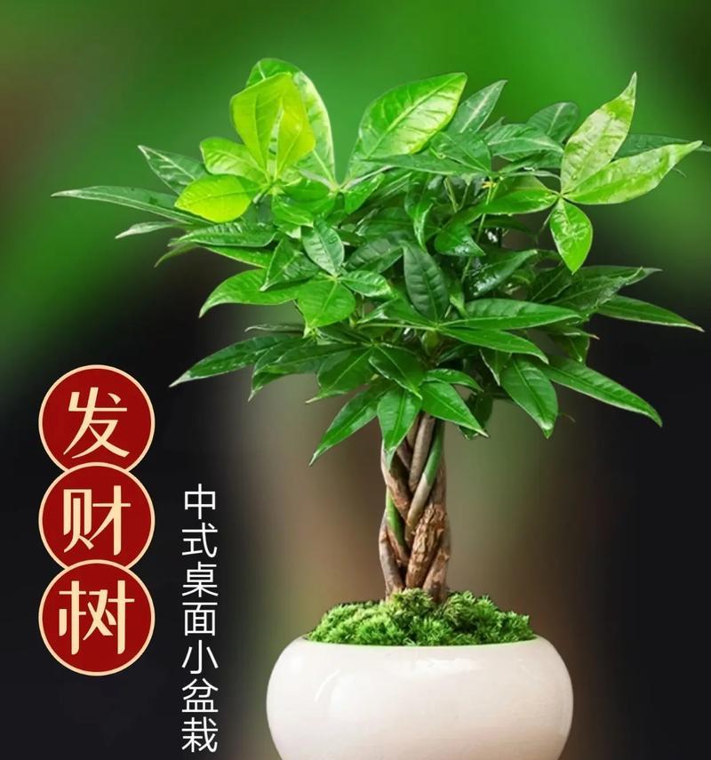 开业送什么盆栽树好？有哪些吉祥的盆栽推荐？