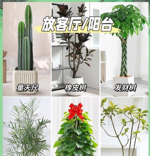 屋子里适合放置哪些绿色植物？它们的好处是什么？