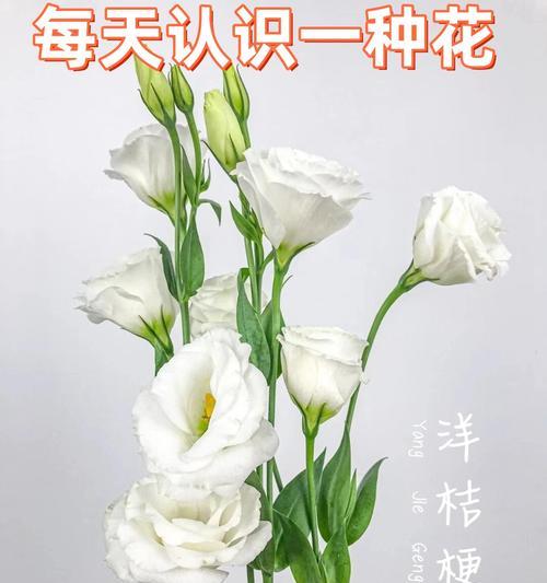 什么花花语最好？哪种花卉的寓意最令人向往？
