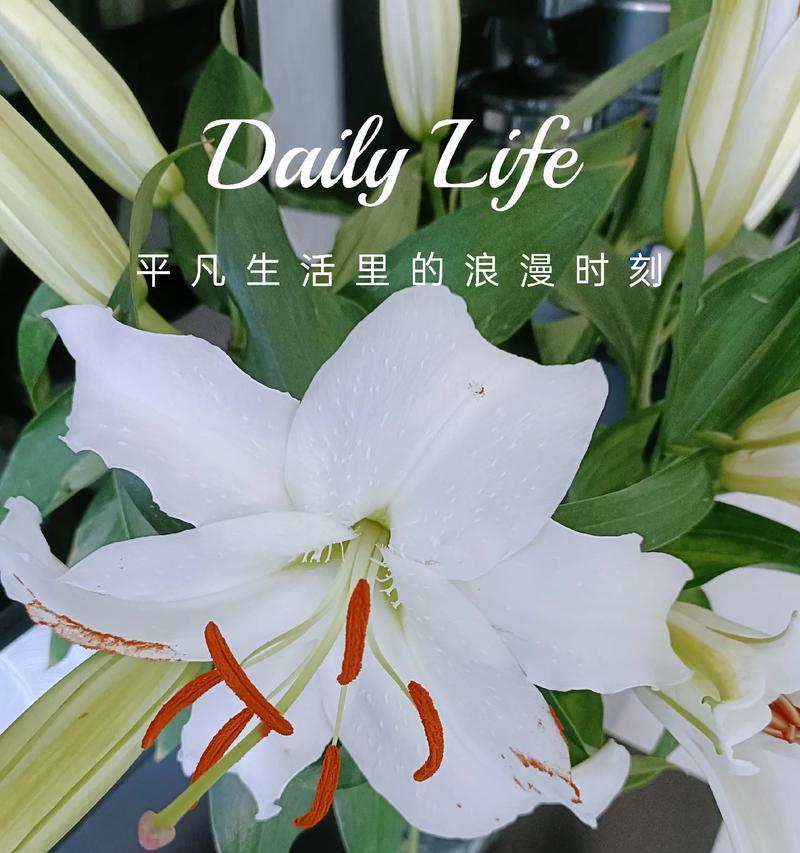 白百合搭配哪种花语更合适？如何选择合适的花搭配白百合？