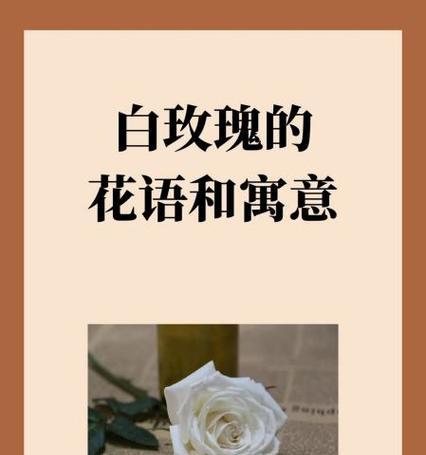 白玫瑰不是蔷薇的花语是什么？白玫瑰与蔷薇的区别在哪里？