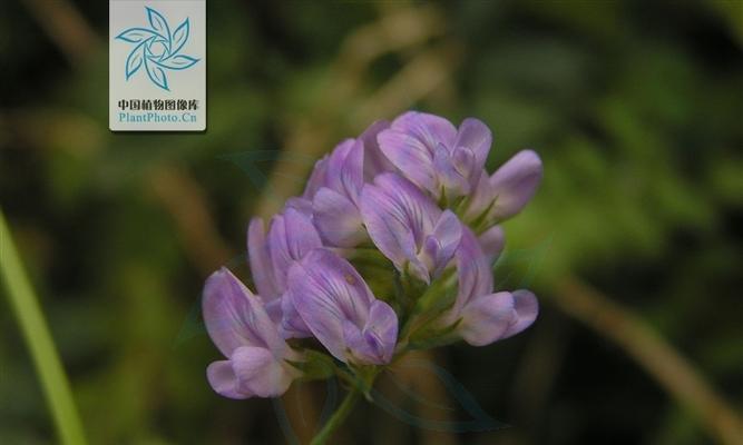 苜蓿的花语是什么？苜蓿花象征着什么？