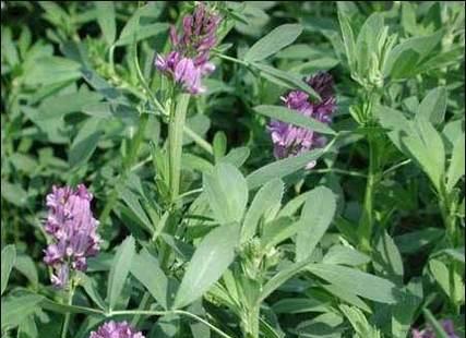 苜蓿的花语是什么？苜蓿花象征着什么？