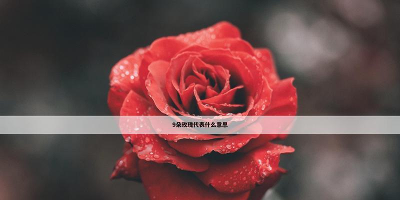 九朵粉色玫瑰的含义是什么？它们象征着什么？