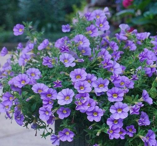 夏天露台适合种植哪些花卉？如何进行养护？