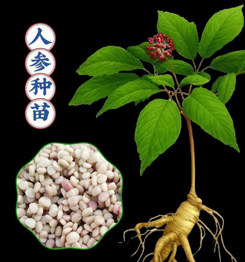 人参兄弟指的是哪两种植物？它们各自有什么特性？