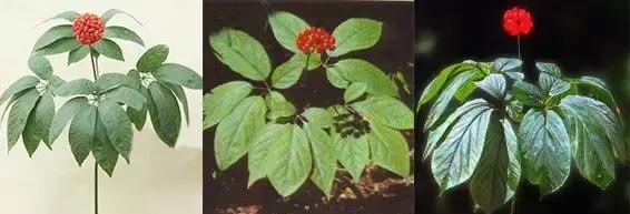 人参兄弟指的是哪两种植物？它们各自有什么特性？