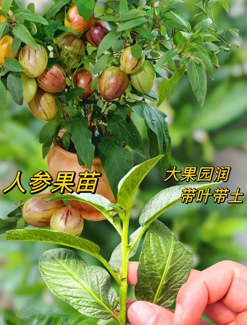 人参兄弟指的是哪两种植物？它们各自有什么特性？