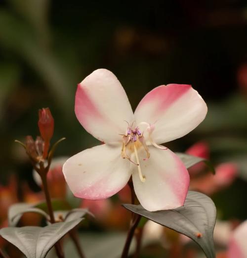 如何策划一个植物家族？植物家族的写作要点有哪些？