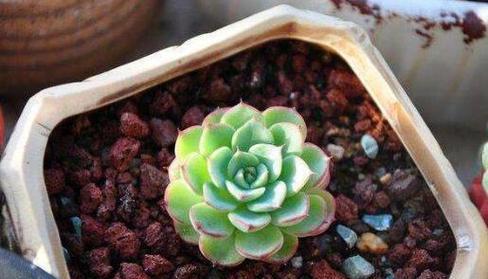秋天多肉植物浇水有什么特别注意的吗？如何避免过度浇水？