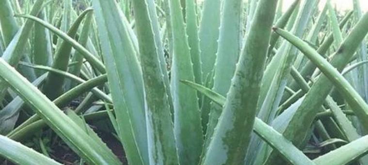 植物软趴趴的可能是缺什么？如何判断和补充？