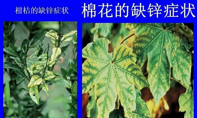 植物软趴趴的可能是缺什么？如何判断和补充？