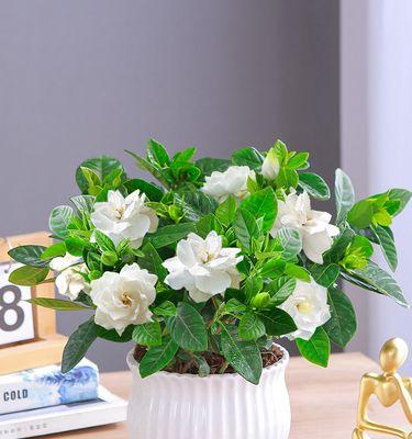 桌面盆栽养不死的花卉有哪些？如何选择适合桌面的易养花卉？
