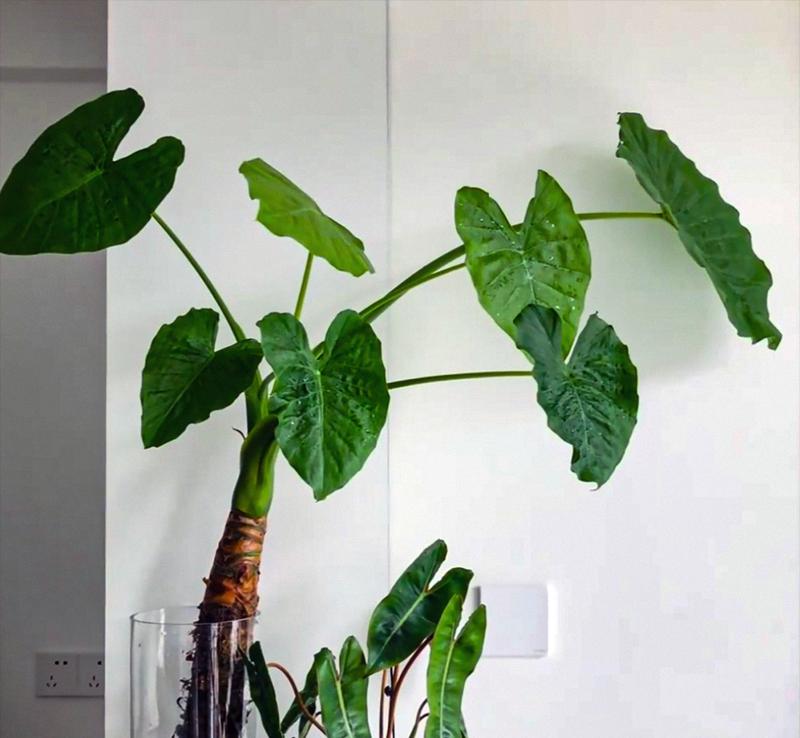 植物滴水观音怎么养植？滴水观音的养护方法有哪些？