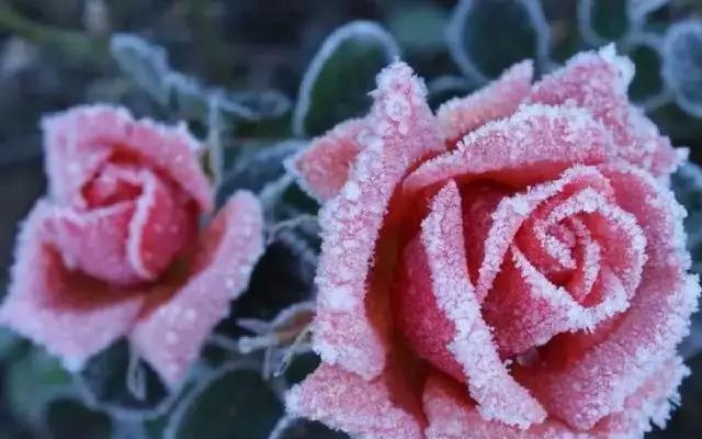花卉雪是什么意思？花卉雪的寓意是什么？