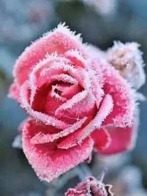 花卉雪是什么意思？花卉雪的寓意是什么？