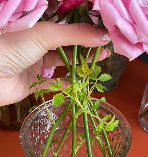 玫瑰花水培生根的方法是什么？