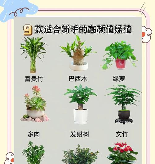 村下适合种植哪些花卉植物？花卉植物的选择有哪些技巧？