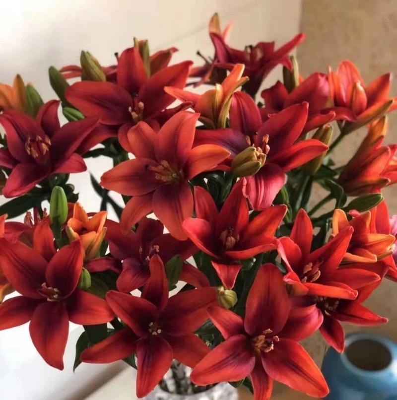 百合花通常代表什么意义？它在不同场合有何不同寓意？