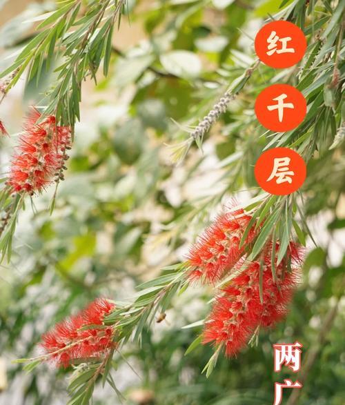 奇妙植物的种类有哪些？
