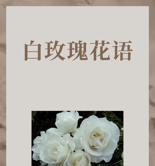 遇见你白玫瑰代表什么？白玫瑰的花语有哪些含义？