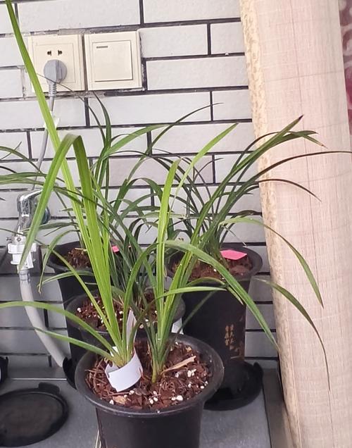 植物芽点的消除方法有哪些？如何正确处理植物的芽点问题？