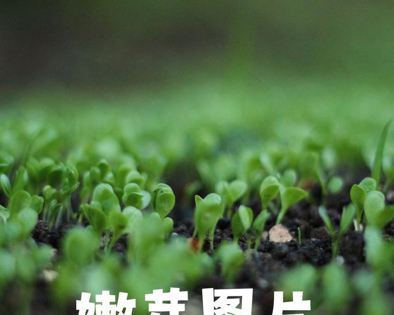 植物芽点的消除方法有哪些？如何正确处理植物的芽点问题？