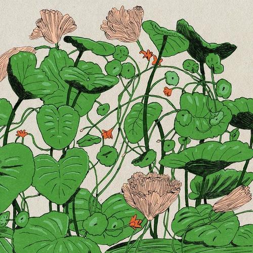令人惊艳的花卉画作品有哪些？绿苔是什么植物？