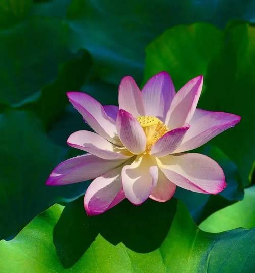 小署和大署对应的花卉名字是什么？如何根据节气选择花卉？