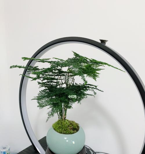 办公室摆什么植物好？哪些植物适合放在办公室？