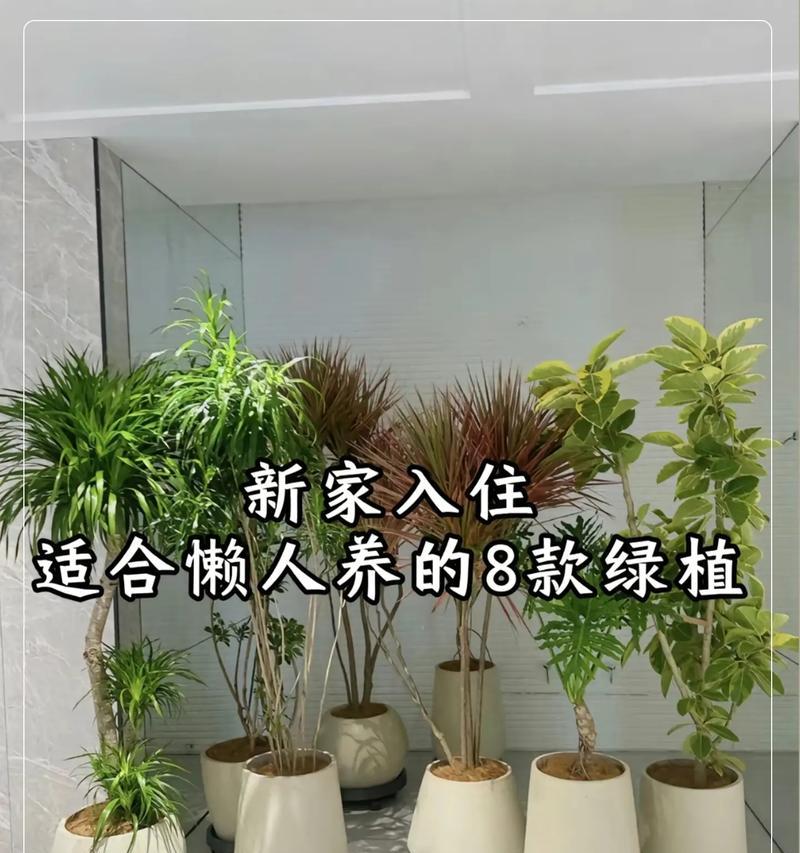 搬家时送盆栽有什么讲究？哪些盆栽适合朋友搬家礼物？