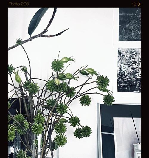 花火园艺植物的养护方法是什么？如何确保它们健康成长？