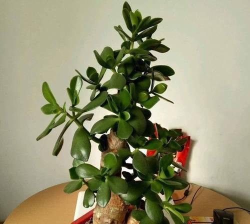 不耐寒植物如何保温过冬？有哪些有效的保温方法？