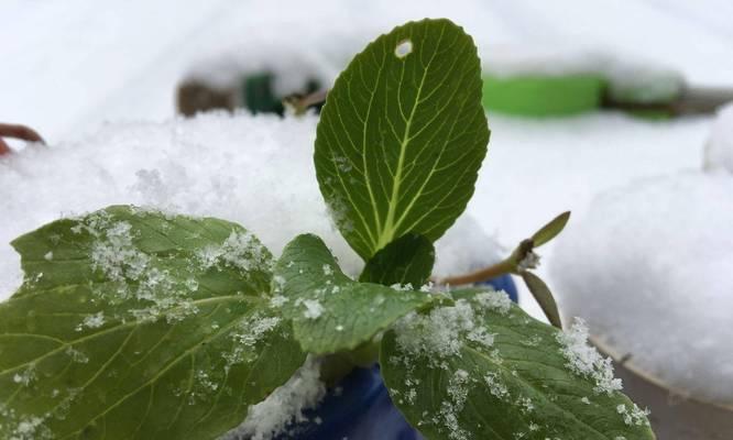 不耐寒植物如何保温过冬？有哪些有效的保温方法？