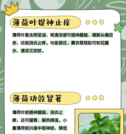 薄荷花语代表什么含义？