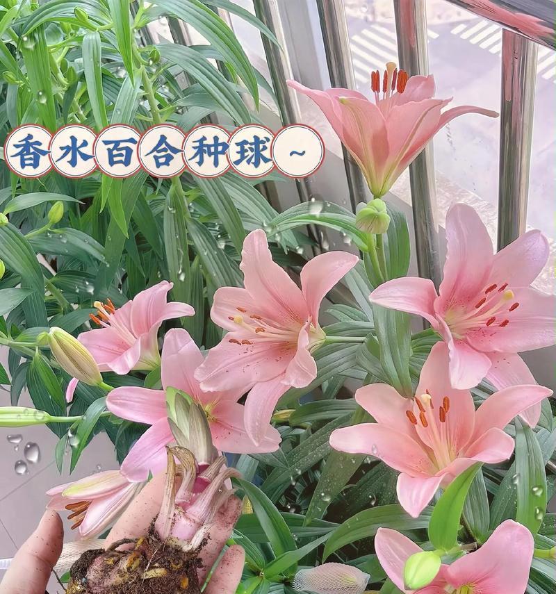 客厅里的百合树花卉养护方法是什么？